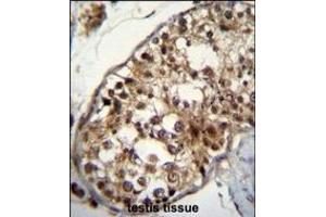 NU Antibody (Center) (ABIN655733 and ABIN2845180) immunohistochemistry analysis in formalin fixed and paraffin embedded human testis tissue followed by peroxidase conjugation of the secondary antibody and DAB staining. (NUP160 抗体  (AA 428-455))