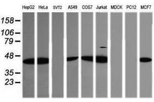 Image no. 11 for anti-Tripartite Motif Containing 38 (TRIM38) (AA 1-265) antibody (ABIN1490681)