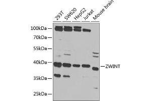 Western blot analysis of extracts of various cell lines, using ZWINT antibody (ABIN6128944, ABIN6150552, ABIN6150554 and ABIN6221938) at 1:1000 dilution. (ZWINT 抗体  (AA 1-277))