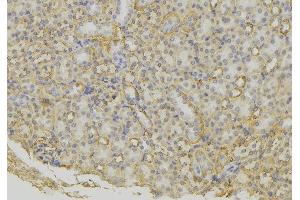 ABIN6279600 at 1/100 staining Mouse kidney tissue by IHC-P. (SCG5 抗体  (Internal Region))