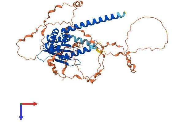 OTUD1 Protein (AA 1-481) (His tag)