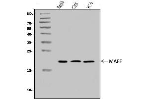 Western blot analysis of MAFF using anti-MAFF antibody (ABIN7599317).