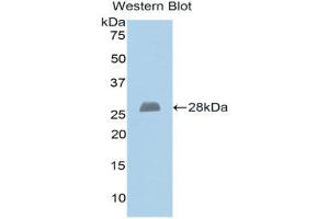 Western Blotting (WB) image for anti-Exostosin 1 (EXT1) (AA 334-549) antibody (ABIN1176519) (EXT1 抗体  (AA 334-549))