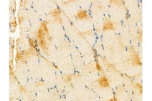 ABIN7094295 and ABIN7098342 at 1/100 staining Rat muscle tissue by IHC-P. (IDI1 抗体  (N-Term))