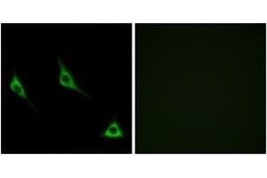 Immunofluorescence (IF) image for anti-Olfactory Receptor, Family 51, Subfamily A, Member 7 (OR51A7) (AA 232-281) antibody (ABIN1535921)