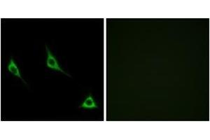 Immunofluorescence analysis of LOVO cells, using OR51A7 Antibody. (OR51A7 抗体  (AA 232-281))