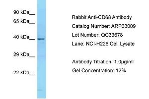Western Blotting (WB) image for anti-CD68 Molecule (CD68) (N-Term) antibody (ABIN2789336) (CD68 抗体  (N-Term))