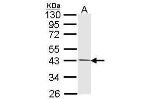 WB Image Sample (30 ug of whole cell lysate) A: 293T 10% SDS PAGE antibody diluted at 1:1000 (PIM2 抗体  (Center))