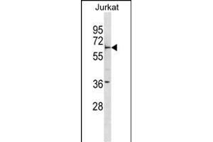 FBXW5 Antibody (Center) (ABIN1881341 and ABIN2838606) western blot analysis in Jurkat cell line lysates (35 μg/lane). (FBXW5 抗体  (AA 324-350))