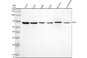 Western blot analysis of SCAI using anti-SCAI antibody (ABIN7825889).