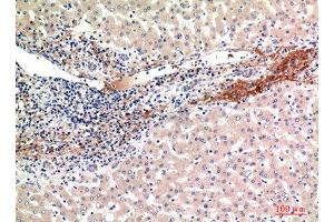 Immunohistochemistry (IHC) analysis of paraffin-embedded Human Liver, antibody was diluted at 1:100. (GFER 抗体  (Internal Region))