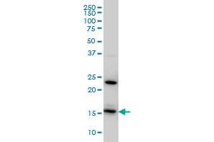 RPS17 monoclonal antibody (M01), clone 2C7 Western Blot analysis of RPS17 expression in HeLa . (RPS17 抗体  (AA 36-135))