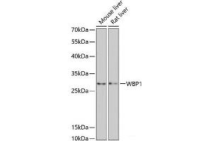 Western blot analysis of extracts of various cell lines using WBP1 Polyclonal Antibody at dilution of 1:3000. (WBP1 抗体)