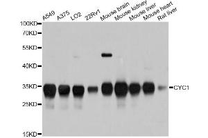 Western blot analysis of extracts of various cell lines, using CYC1 antibody. (Cytochrome C1 抗体)