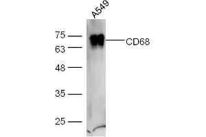 A549 cell lysates probed with Anti-CD68 Polyclonal Antibody, Unconjugated  at 1:5000 for 90 min at 37˚C. (CD68 抗体  (AA 21-120))