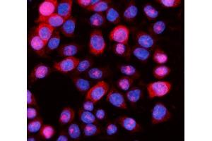 IF analysis of Aurora A/AURKA using anti-Aurora A/AURKA antibody (ABIN7599581).