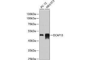 Western blot analysis of extracts of various cell lines, using DC antibody (ABIN6130928, ABIN6139428, ABIN6139429 and ABIN6217129) at 1:3000 dilution. (DCAF13 抗体  (AA 298-597))