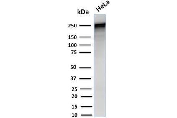 SPTA1 抗体  (AA 356-475)