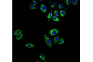 Immunofluorescence staining of A549 cells with ABIN7164493 at 1:166, counter-stained with DAPI. (GPR32 抗体  (AA 1-44))
