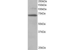 Image no. 1 for anti-Ran GTPase Activating Protein 1 (RANGAP1) (AA 2-15) antibody (ABIN291106) (RANGAP1 抗体  (AA 2-15))