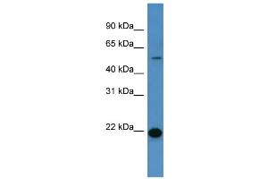 Western Blotting (WB) image for anti-Carcinoembryonic Antigen-Related Cell Adhesion Molecule 3 (CEACAM3) (C-Term) antibody (ABIN2788339) (CEACAM3 抗体  (C-Term))