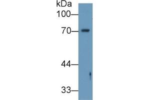 Detection of ANGPT2 in Human ECV304 cell lysate using Polyclonal Antibody to Angiopoietin 2 (ANGPT2) (Angiopoietin 2 抗体  (AA 24-165))
