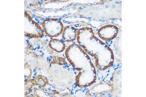 Immunohistochemistry of paraffin-embedded Mouse kidney using PEBP4 Rabbit pAb (ABIN7269280) at dilution of 1:100 (40x lens). (PEBP4 抗体)
