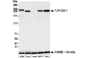 Western Blotting (WB) image for anti-Tight Junction Protein 1 (TJP1) (AA 650-700) antibody (ABIN7455191)
