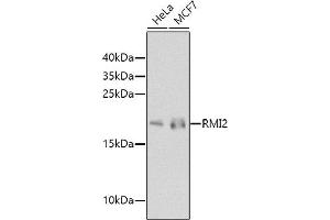 Western blot analysis of extracts of various cell lines, using RMI2 antibody (ABIN6133441, ABIN6146982, ABIN6146983 and ABIN6224617) at 1:1000 dilution. (RMI2 抗体  (AA 1-147))