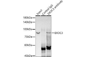 Immunoprecipitation analysis of 300 μg extracts of MCF7 cells using 3 μg EXOC3 antibody (ABIN7267060). (EXOC3 抗体)