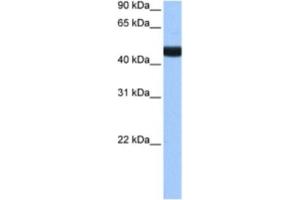 Western Blotting (WB) image for anti-Lin-9 Homolog (LIN9) antibody (ABIN2463377) (LIN9 抗体)