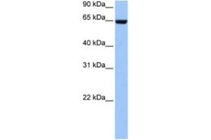 Western Blotting (WB) image for anti-Collagen, Type IV, alpha 3 (Goodpasture Antigen) Binding Protein (COL4A3BP) antibody (ABIN2463516) (COL4A3BP 抗体)
