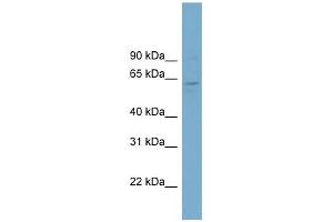 WB Suggested Anti-FAM188B2 Antibody Titration: 0. (FAM188B2 抗体  (Middle Region))