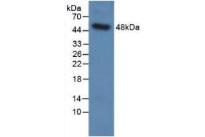 Western blot analysis of recombinant Human SPC. (Surfactant Protein C 抗体  (AA 24-197))