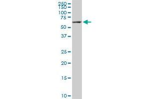 Western Blotting (WB) image for anti-Fatty Acid Amide Hydrolase (FAAH) (AA 480-579) antibody (ABIN560832)