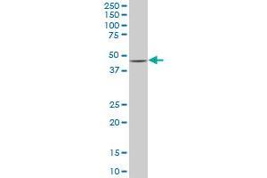 SMAD7 monoclonal antibody (M07), clone 4G11. (SMAD7 抗体  (AA 160-260))