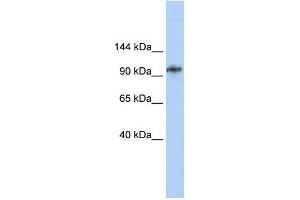 BBX antibody used at 1. (BBX 抗体  (Middle Region))