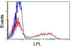 HEK293T cells transfected with either RC203766 overexpress plasmid (Red) or empty vector control plasmid (Blue) were immunostained by anti-LPL antibody (ABIN2455197), and then analyzed by flow cytometry. (Lipoprotein Lipase 抗体  (AA 28-475))