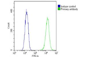 Overlay histogram showing C2C12 cells stained with (ABIN6242236 and ABIN6578878)(green line). (TUBB2A 抗体  (AA 194-225))