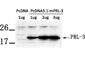 Western blot analysis of extract from LX-2 cells transfected with PRL-3 using PRL-3 antibody. (PTP4A3 抗体  (AA 161-166))