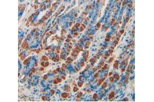 IHC-P analysis of Mouse Stomach Tissue, with DAB staining. (CD55 抗体  (AA 47-286))