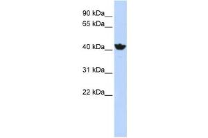 Western Blotting (WB) image for anti-Alcohol Dehydrogenase 4 (Class II), pi Polypeptide (ADH4) antibody (ABIN2458762) (ADH4 抗体)
