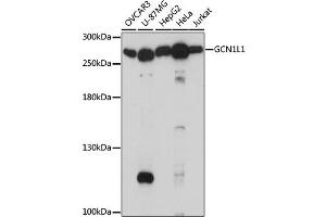 Western blot analysis of extracts of various cell lines, using GCN1L1 antibody.