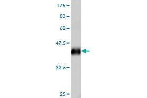 Western Blot detection against Immunogen (36. (IRF2 抗体  (AA 216-315))