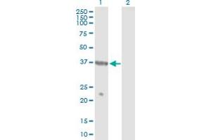 Western Blot analysis of TUSC4 expression in transfected 293T cell line by TUSC4 MaxPab polyclonal antibody. (NPRL2 抗体  (AA 1-380))