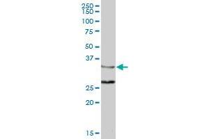 ZWINT MaxPab polyclonal antibody. (ZWINT 抗体  (AA 1-277))