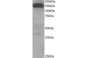Image no. 2 for anti-Dynactin 1 (DCTN1) (C-Term) antibody (ABIN374269) (Dynactin 1 抗体  (C-Term))