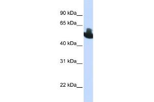 WB Suggested Anti-RUNX2 Antibody Titration:  0. (RUNX2 抗体  (C-Term))