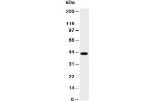 Western blot testing of HSD17B2 antibody and human placenta lysate;  Predicted size: 43KD;  Observed size: 43KD (HSD17B2 抗体  (AA 373-387))