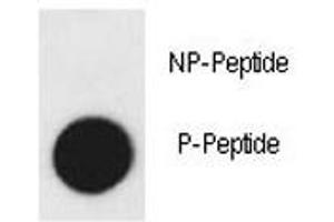 Dot Blot (DB) image for anti-VEGF Receptor 2 (VEGFR2) (pTyr1175) antibody (ABIN3031549)